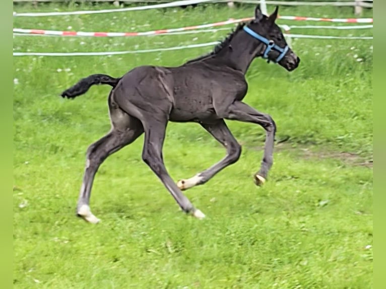 Hanoverian Stallion 1 year 16,2 hh Black in Rosengarten