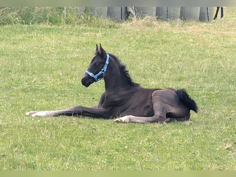 Hanoverian Stallion 1 year 16,2 hh Black in Rosengarten