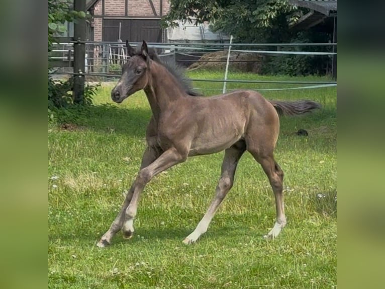 Hanoverian Stallion 1 year 16,2 hh Black in Rosengarten