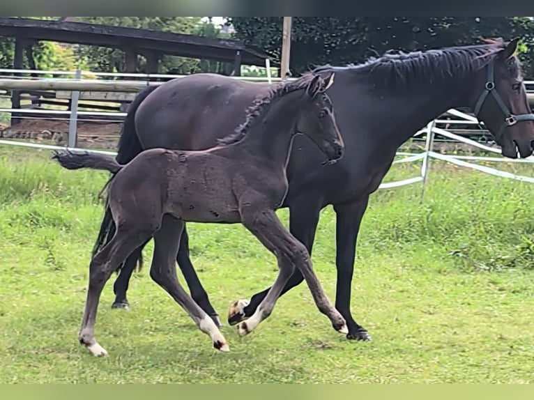 Hanoverian Stallion 1 year 16,2 hh Black in Rosengarten