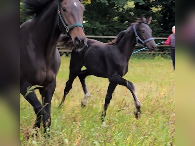 Hanoverian Stallion 1 year 16,2 hh Black in Rosengarten