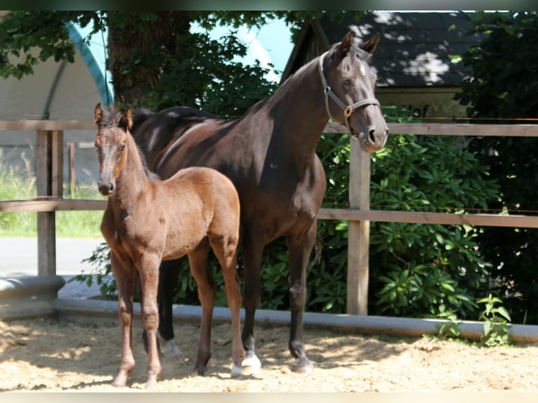 Hanoverian Stallion 1 year 16,2 hh Black in Wingst