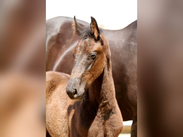 Hanoverian Stallion 1 year 16,2 hh Black in Wingst