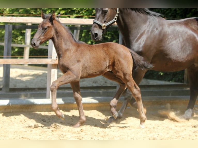 Hanoverian Stallion 1 year 16,2 hh Black in Wingst