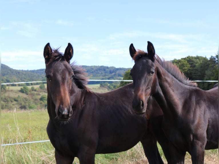 Hanoverian Stallion 1 year 16,2 hh Black in Dransfeld