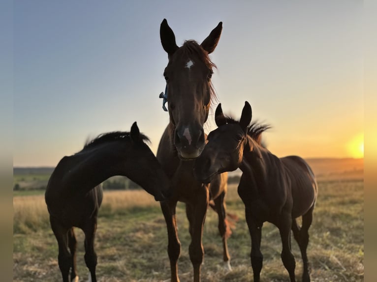 Hanoverian Stallion 1 year 16,2 hh Black in Dransfeld