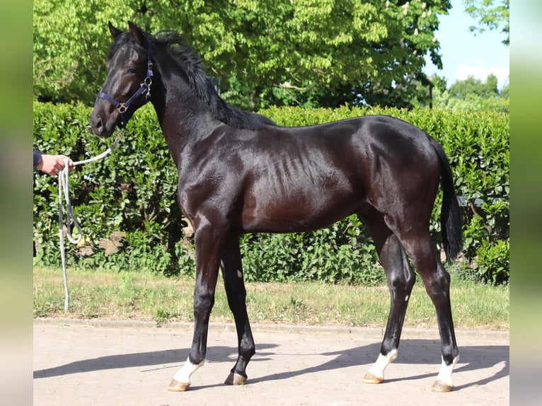 Hanoverian Stallion 1 year 16,2 hh Black in Selsingen