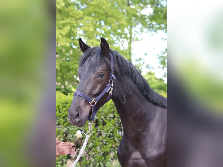 Hanoverian Stallion 1 year 16,2 hh Black in Selsingen