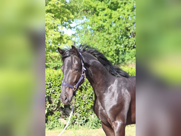 Hanoverian Stallion 1 year 16,2 hh Black in Selsingen