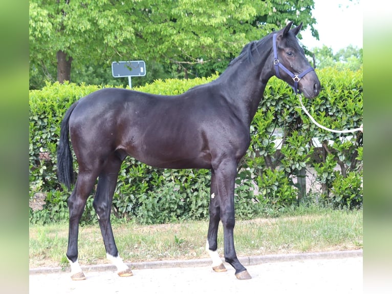 Hanoverian Stallion 1 year 16,2 hh Black in Selsingen