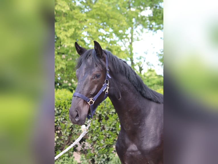 Hanoverian Stallion 1 year 16,2 hh Black in Selsingen