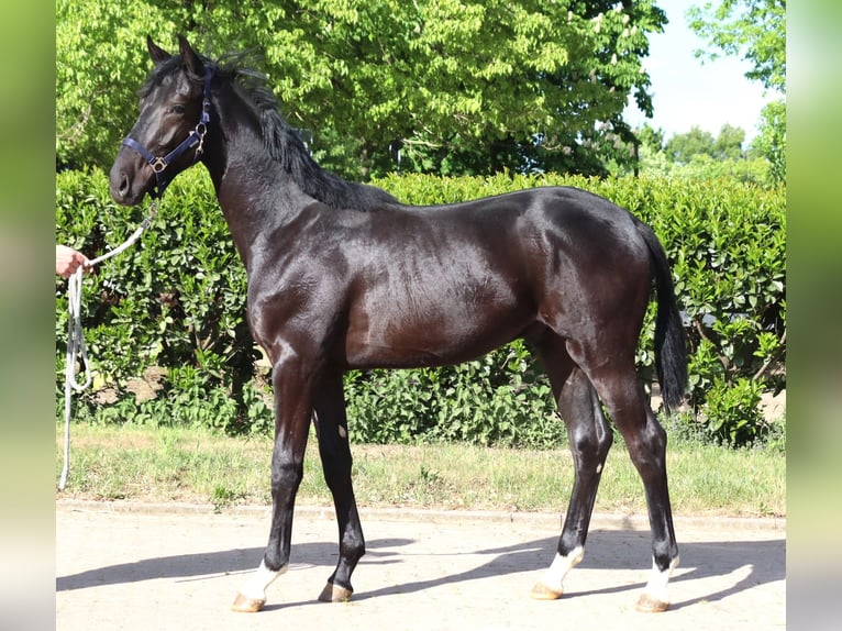 Hanoverian Stallion 1 year 16,2 hh Black in Selsingen