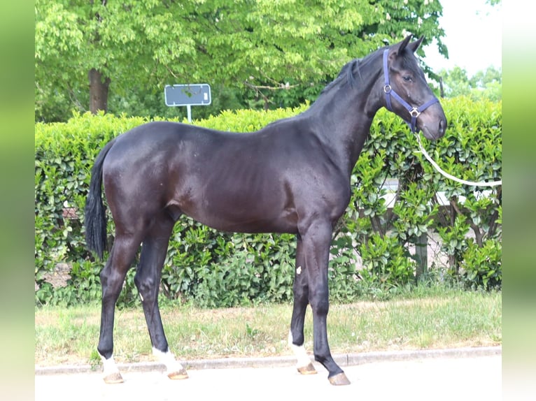 Hanoverian Stallion 1 year 16,2 hh Black in Selsingen