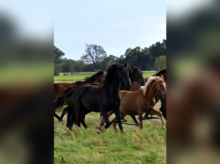 Hanoverian Stallion 1 year 16,2 hh Black in BlenderBlender