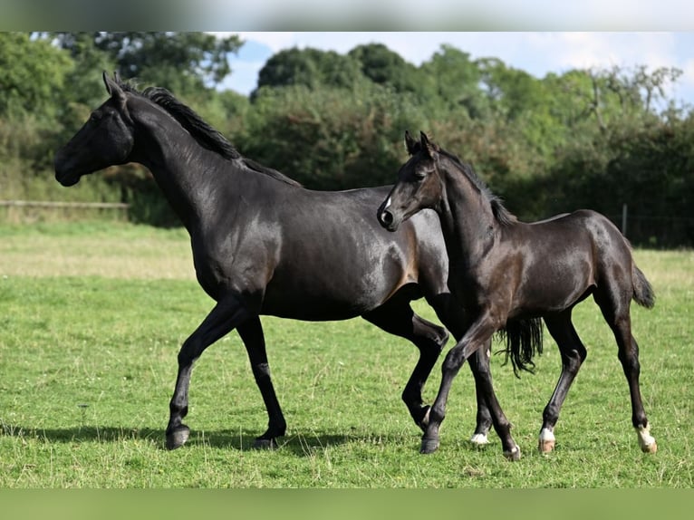Hanoverian Stallion 1 year 16,2 hh Black in BlenderBlender