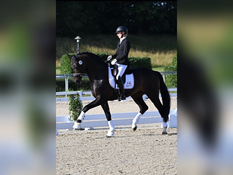 Hanoverian Stallion 1 year 16,2 hh Black in BlenderBlender