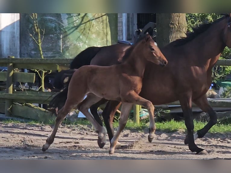 Hanoverian Stallion 1 year 16,2 hh Brown in Osterbruch