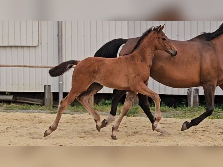 Hanoverian Stallion 1 year 16,2 hh Brown in Osterbruch
