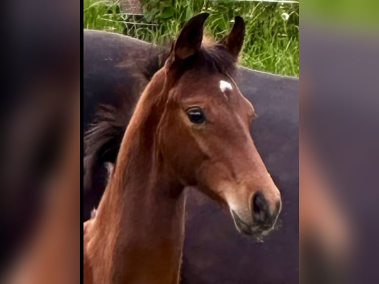 Hanoverian Stallion 1 year 16,2 hh Brown in Dransfeld