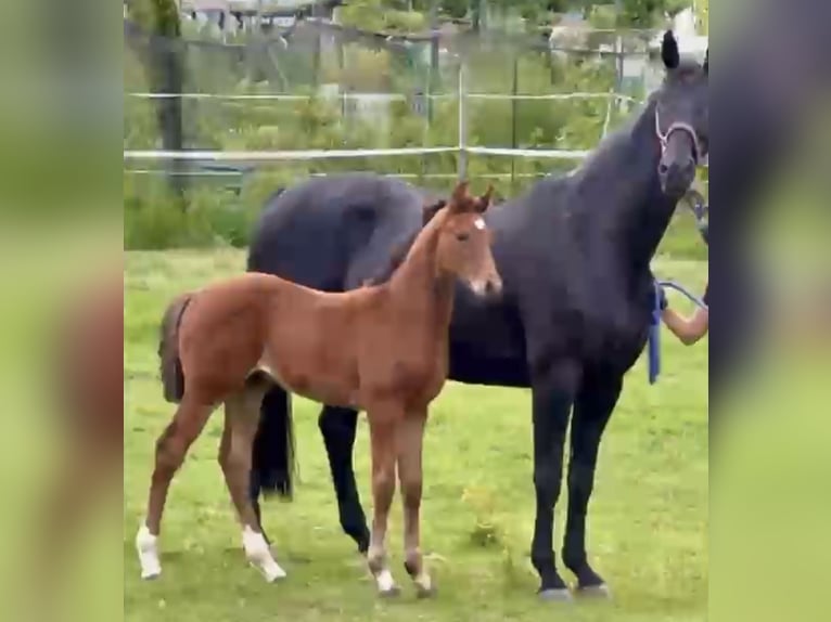 Hanoverian Stallion 1 year 16,2 hh Brown in Dransfeld