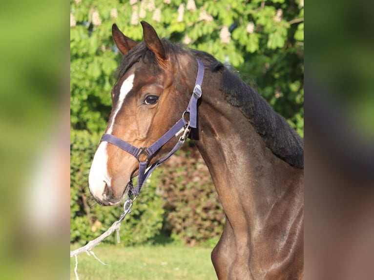 Hanoverian Stallion 1 year 16,2 hh Brown in Selsingen