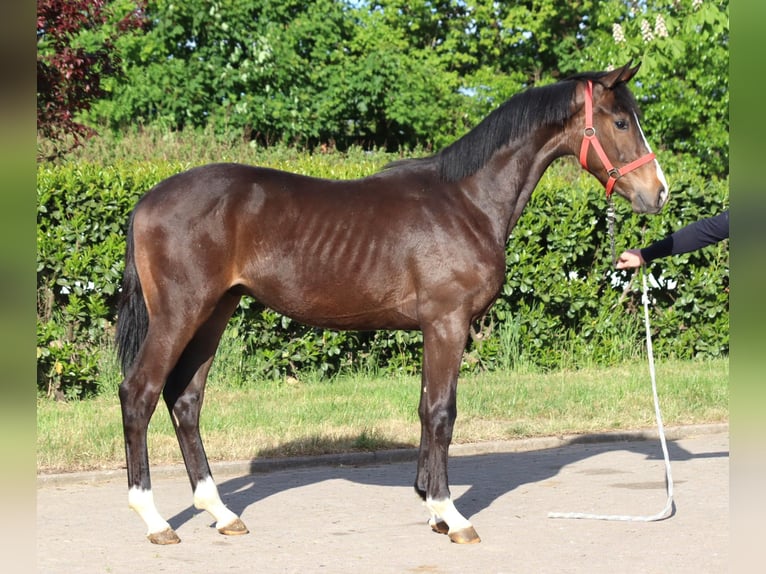 Hanoverian Stallion 1 year 16,2 hh Brown in Selsingen