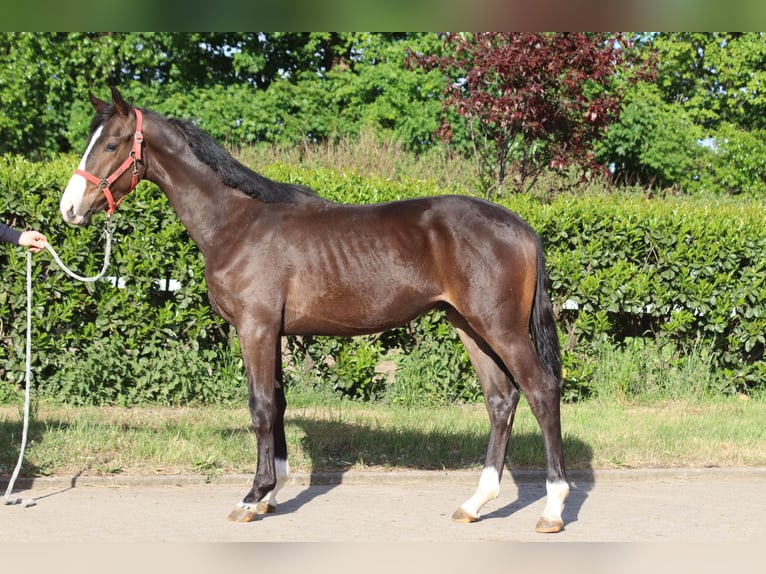 Hanoverian Stallion 1 year 16,2 hh Brown in Selsingen