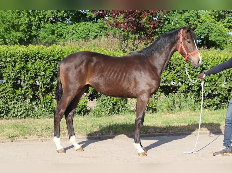 Hanoverian Stallion 1 year 16,2 hh Brown in Selsingen