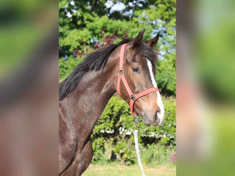 Hanoverian Stallion 1 year 16,2 hh Brown in Selsingen