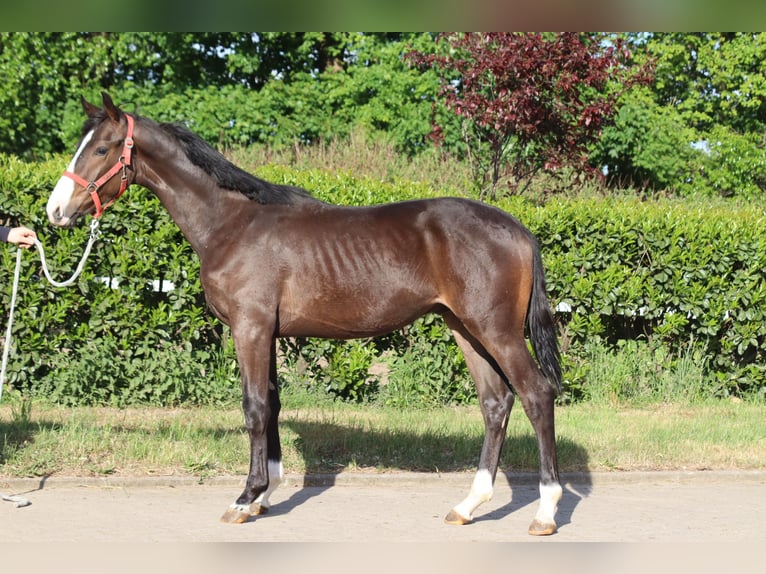 Hanoverian Stallion 1 year 16,2 hh Brown in Selsingen
