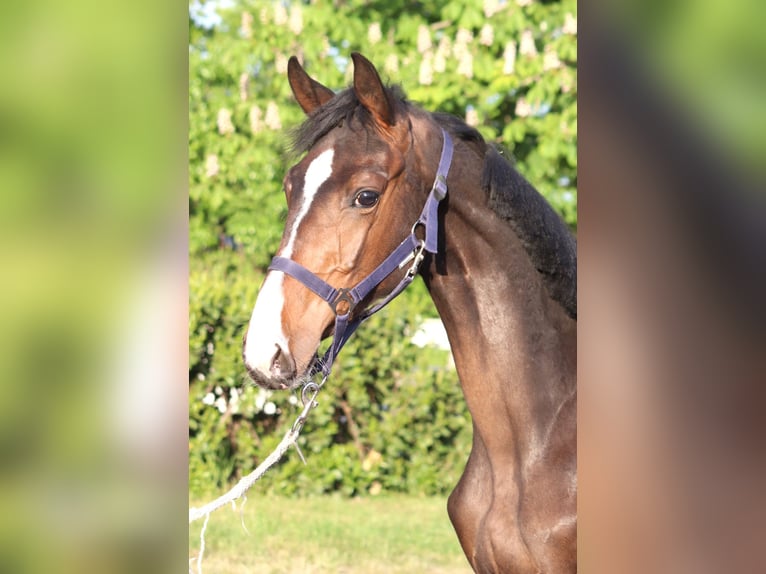 Hanoverian Stallion 1 year 16,2 hh Brown in Selsingen