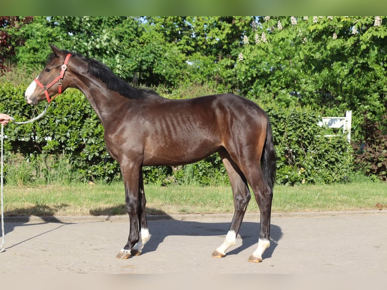 Hanoverian Stallion 1 year 16,2 hh Brown in Selsingen