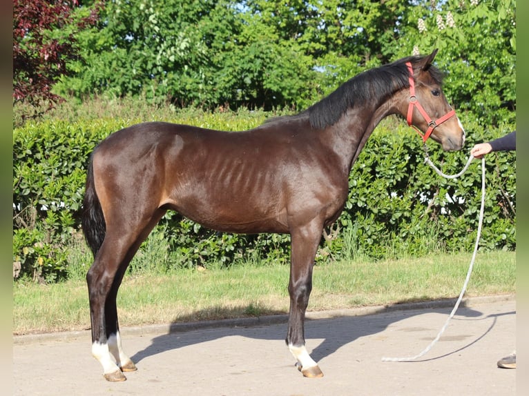 Hanoverian Stallion 1 year 16,2 hh Brown in Selsingen