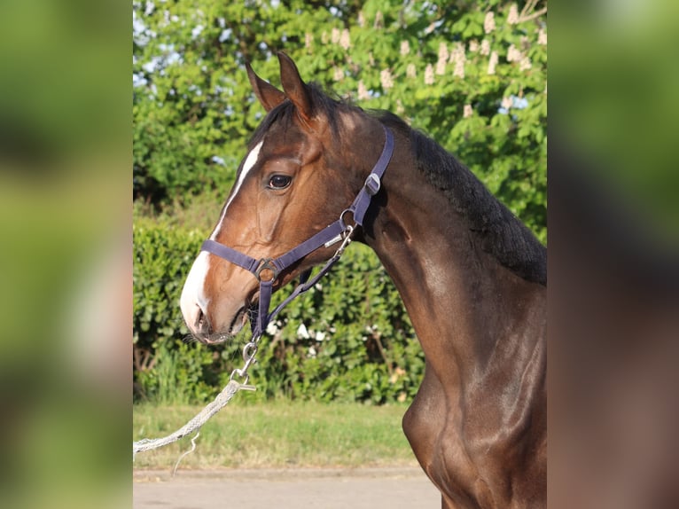 Hanoverian Stallion 1 year 16,2 hh Brown in Selsingen