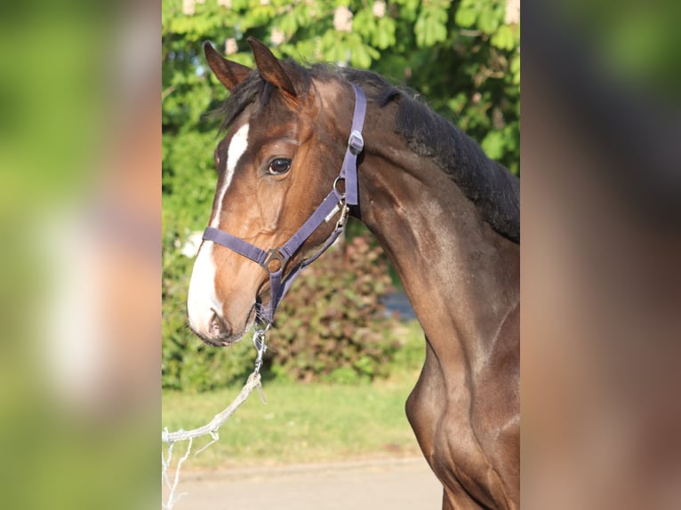 Hanoverian Stallion 1 year 16,2 hh Brown in Selsingen