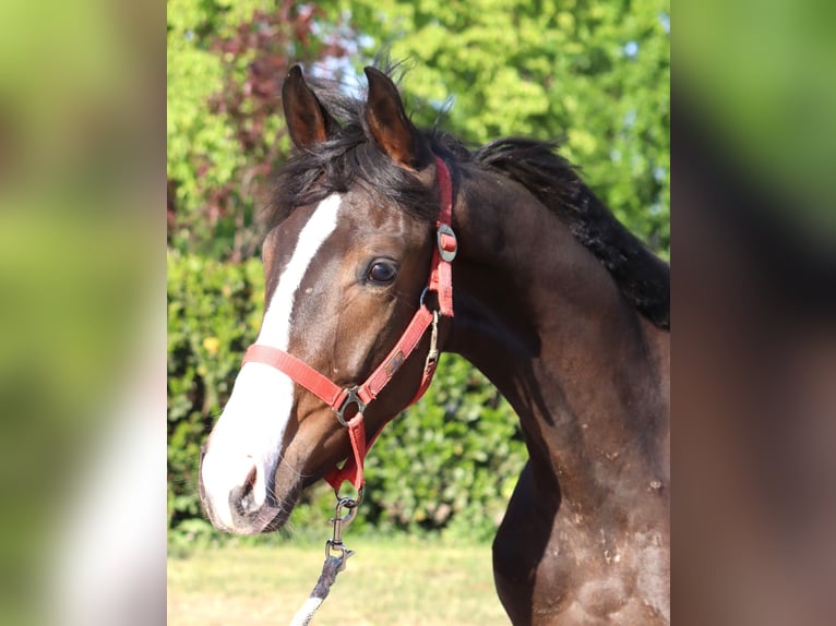 Hanoverian Stallion 1 year 16,2 hh Brown in Selsingen