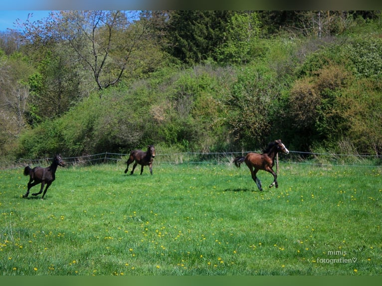 Hanoverian Stallion 1 year 16,2 hh Brown-Light in Hessisch Lichtenau