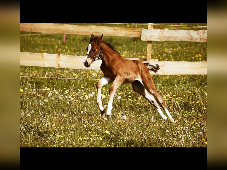 Hanoverian Stallion 1 year 16,2 hh Brown-Light in Hessisch Lichtenau