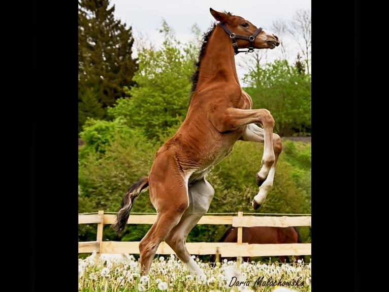 Hanoverian Stallion 1 year 16,2 hh Brown-Light in Hessisch Lichtenau