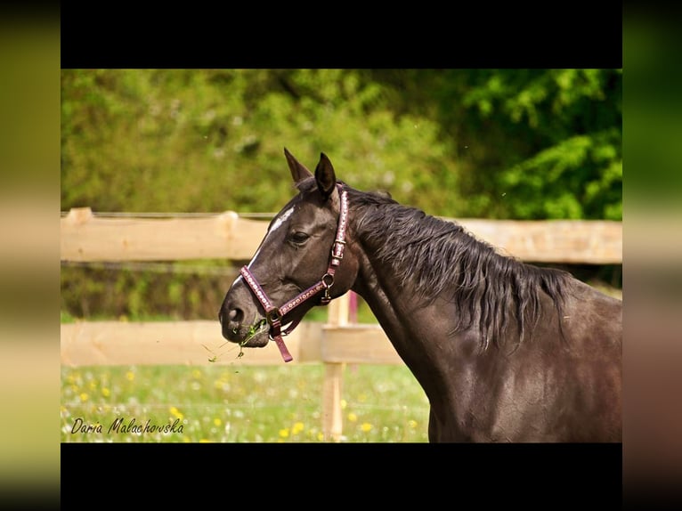 Hanoverian Stallion 1 year 16,2 hh Brown-Light in Hessisch Lichtenau