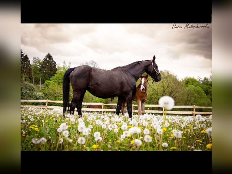Hanoverian Stallion 1 year 16,2 hh Brown-Light in Hessisch Lichtenau