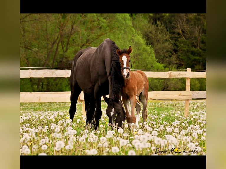 Hanoverian Stallion 1 year 16,2 hh Brown-Light in Hessisch Lichtenau