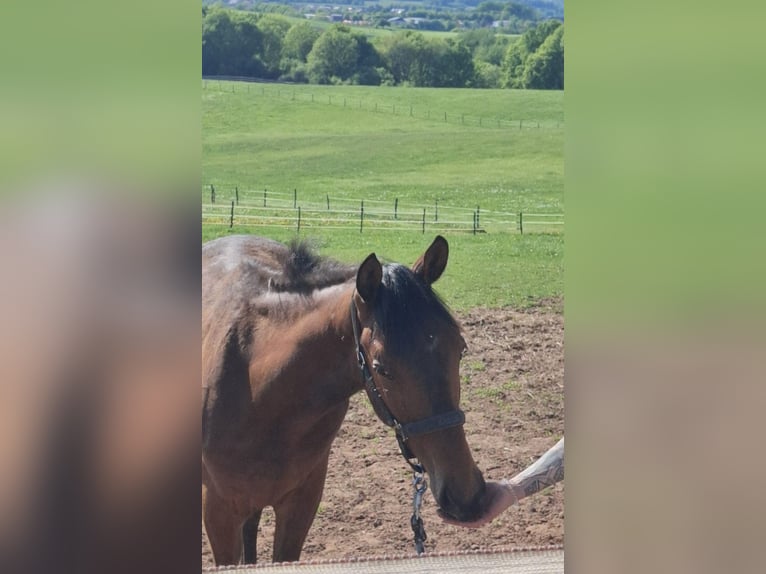 Hanoverian Stallion 1 year 16,2 hh Brown in Losheim am See