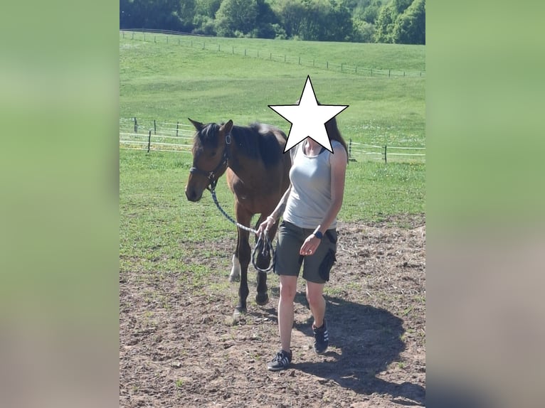 Hanoverian Stallion 1 year 16,2 hh Brown in Losheim am See