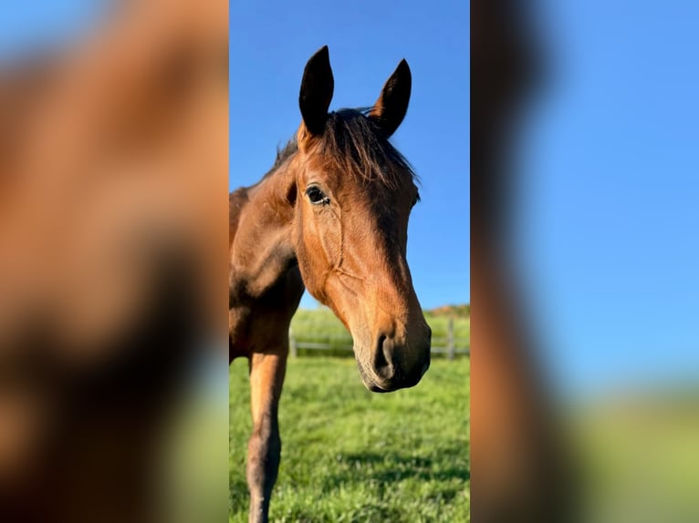 Hanoverian Stallion 1 year 16,2 hh Brown in Losheim am See