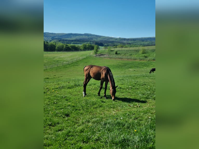Hanoverian Stallion 1 year 16,2 hh Brown in Losheim am See