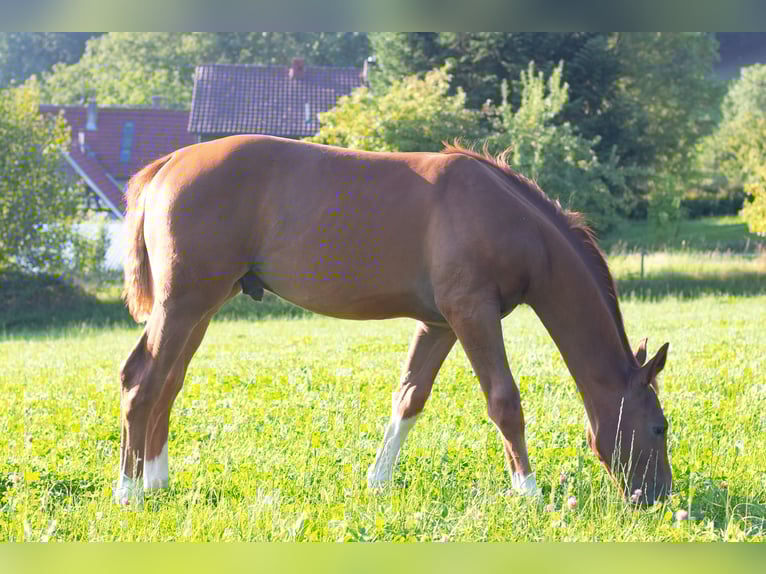 Hanoverian Stallion 1 year 16,2 hh Chestnut in Lautertal