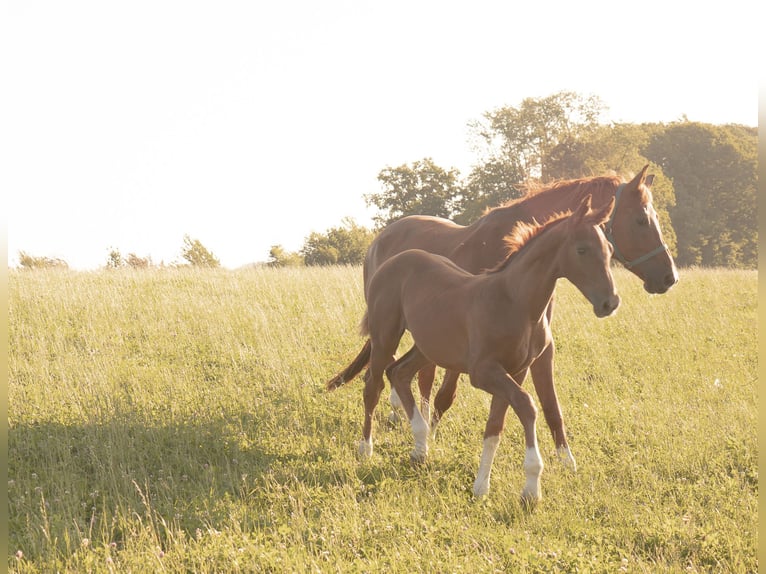 Hanoverian Stallion 1 year 16,2 hh Chestnut in Lautertal