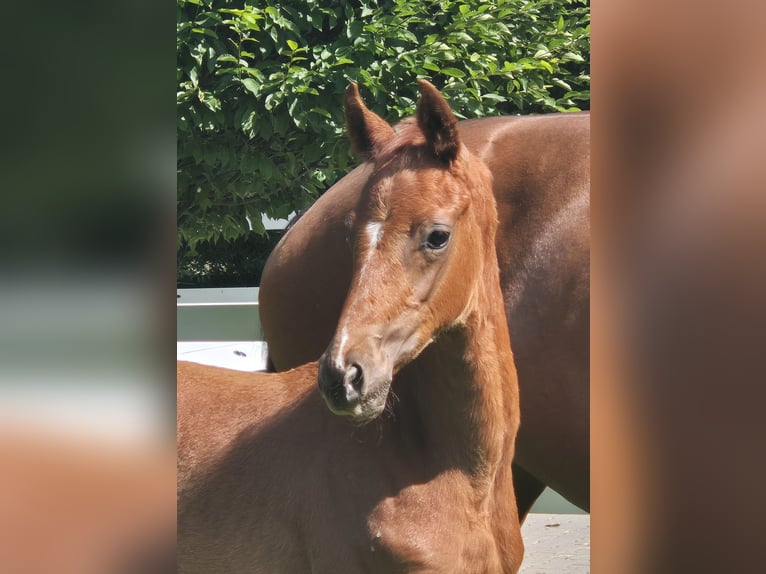 Hanoverian Stallion 1 year 16,2 hh Chestnut in Sögel