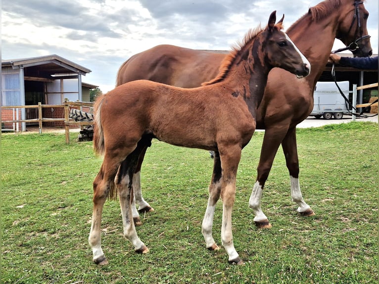 Hanoverian Stallion 1 year 16,2 hh Chestnut in Stemshorn